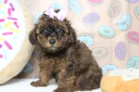 Ella , a female Cavapoo for sale in Trenton, MO – 4 of 6