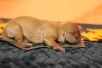 Cherry , a female Cavalier King Charles Spaniel for sale in Trenton, MO – 5 of 7