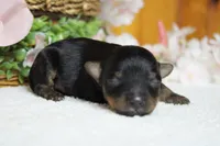 Pedro, a male Yorkipoo for sale in Trenton, MO – 10 of 10