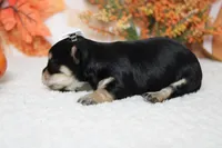 Gretel , a female Morkie for sale in Trenton, MO – 4 of 8