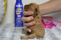 Jocelyn, a female Cockapoo for sale in Trenton, MO – 6 of 6