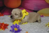 Moscato , a male Schnoodle for sale in Trenton, MO – 4 of 6