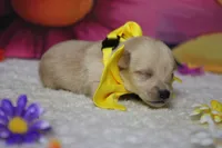 Moscato , a male Schnoodle for sale in Trenton, MO – 2 of 6