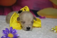 Moscato , a male Schnoodle for sale in Trenton, MO – 3 of 6