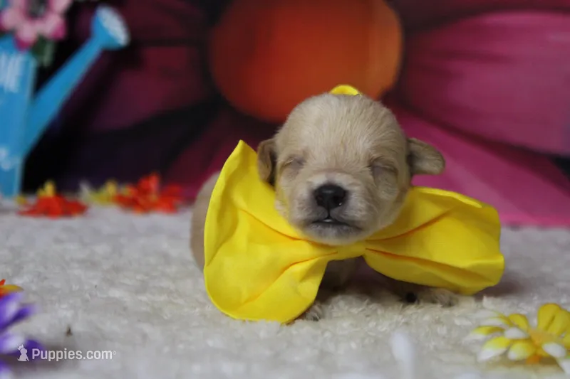Moscato  – Schnoodle puppy for sale in Trenton, MO