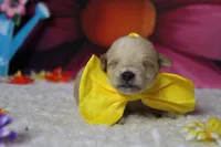 Moscato , a male Schnoodle for sale in Trenton, MO – 1 of 6
