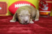 Blaze , a male Goldendoodle for sale in Trenton, MO – 2 of 9