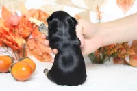 Hansel , a male Morkie for sale in Trenton, MO – 9 of 10