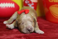 Cinder , a female Goldendoodle for sale in Trenton, MO – 2 of 9