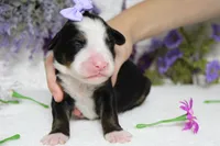 Maggie , a female Bernese Mountain Dog for sale in Trenton, MO – 2 of 9