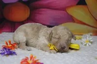 Alvin , a male Poodle - Toy  for sale in Trenton, MO – 4 of 5
