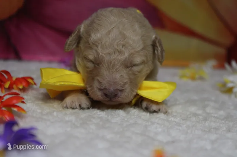 Alvin  – Poodle - Toy  puppy for sale in Trenton, MO