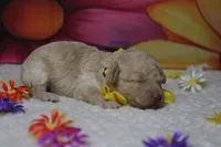 Alvin , a male Poodle - Toy  for sale in Trenton, MO – 5 of 5