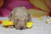 Alvin , a male Poodle - Toy  for sale in Trenton, MO – 2 of 5