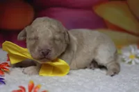 Alvin , a male Poodle - Toy  for sale in Trenton, MO – 3 of 5
