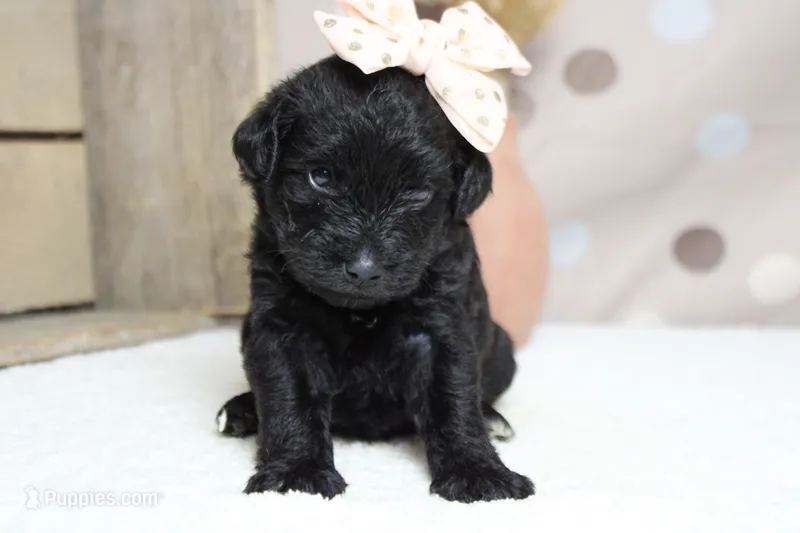 Cabernet  – Schnoodle puppy for sale in Trenton, MO