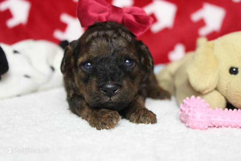 Ella – Cavapoo puppy for sale in Trenton, MO