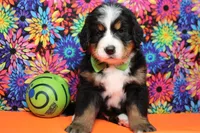 Heim , a male Bernese Mountain Dog for sale in Trenton, MO – 3 of 8