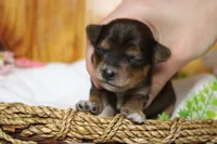 Boris , a male Yorkipoo for sale in Trenton, MO – 3 of 9
