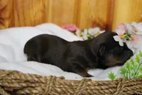Lady , a female Yorkipoo for sale in Trenton, MO – 6 of 10