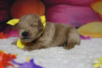 Pinot, a male Schnoodle for sale in Trenton, MO – 5 of 6