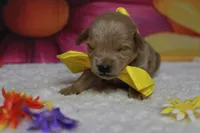 Pinot, a male Schnoodle for sale in Trenton, MO – 2 of 6