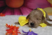 Pinot, a male Schnoodle for sale in Trenton, MO – 4 of 6