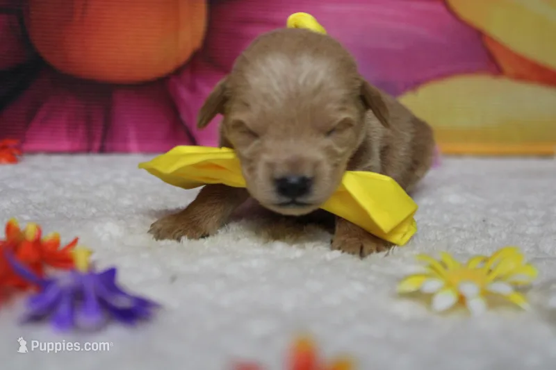 Pinot – Schnoodle puppy for sale in Trenton, MO
