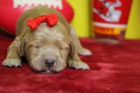 Star , a female Goldendoodle for sale in Trenton, MO – 1 of 8