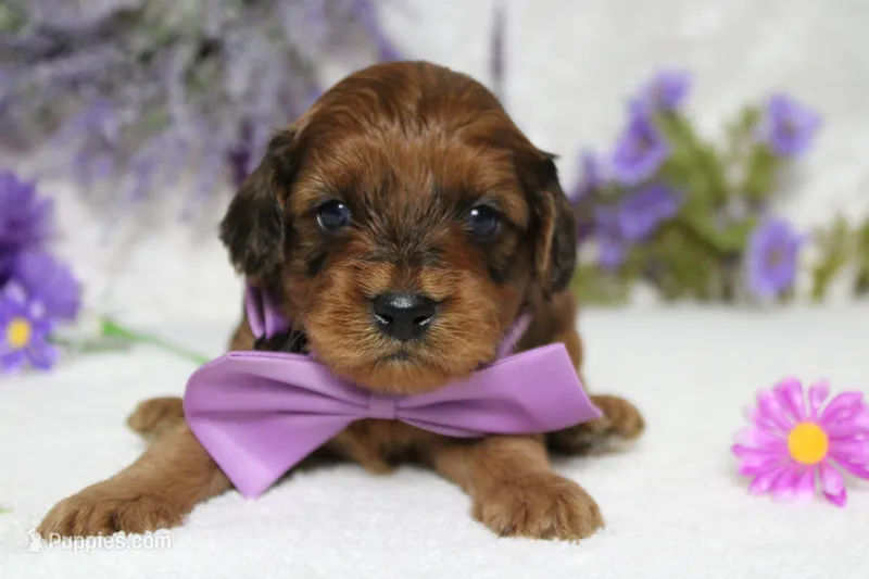 Lee – Cavapoo puppy for sale in Trenton, MO