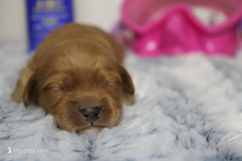 Katie – Cockapoo puppy for sale in Trenton, MO