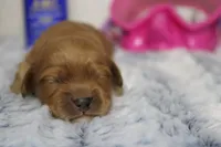 Katie, a female Cockapoo for sale in Trenton, MO – 1 of 8