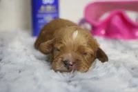 Maddie, a female Cockapoo for sale in Trenton, MO – 2 of 6