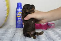 Ella, a female Cavapoo for sale in Trenton, MO – 6 of 7