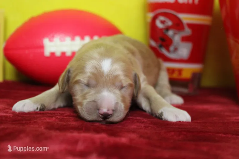 S'mores  – Goldendoodle puppy for sale in Trenton, MO