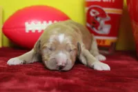 S'mores , a male Goldendoodle for sale in Trenton, MO – 1 of 9