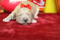 Cocoa , a female Goldendoodle for sale in Trenton, MO – 2 of 7