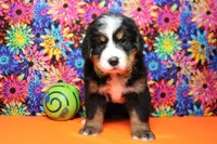 Heim , a male Bernese Mountain Dog for sale in Trenton, MO – 4 of 8