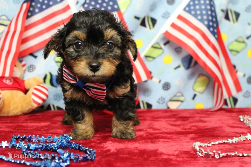Pedro – Yorkipoo puppy for sale in Trenton, MO