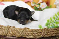 Pedro, a male Yorkipoo for sale in Trenton, MO – 5 of 10