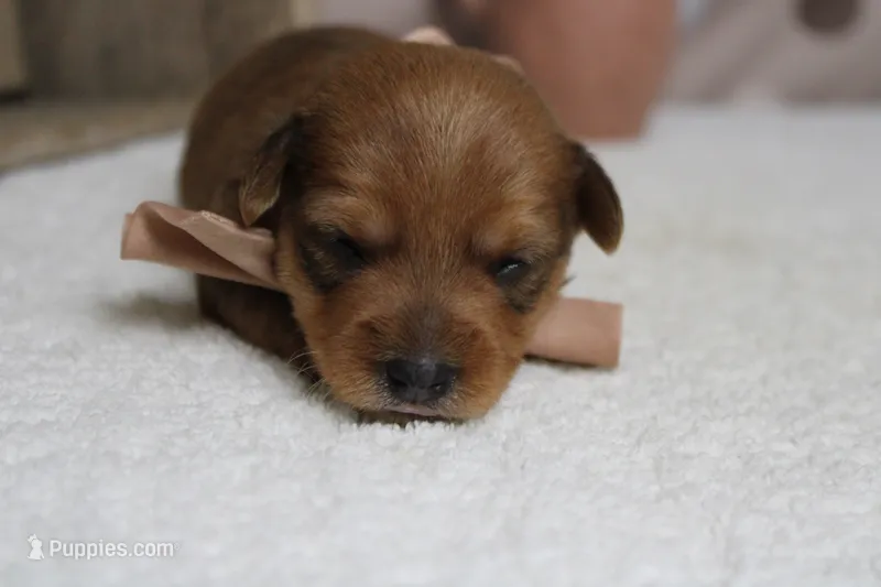Jacque  – Yorkipoo puppy for sale in Trenton, MO