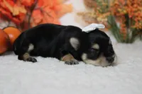 Gretel , a female Morkie for sale in Trenton, MO – 6 of 8
