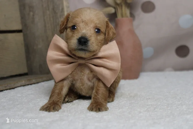 Pinot – Schnoodle puppy for sale in Trenton, MO