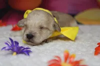 Simon , a male Poodle - Toy  for sale in Trenton, MO – 2 of 6