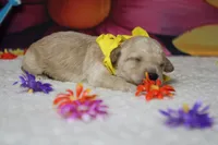 Simon , a male Poodle - Toy  for sale in Trenton, MO – 6 of 6