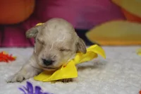 Simon , a male Poodle - Toy  for sale in Trenton, MO – 3 of 6