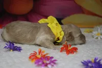 Simon , a male Poodle - Toy  for sale in Trenton, MO – 5 of 6