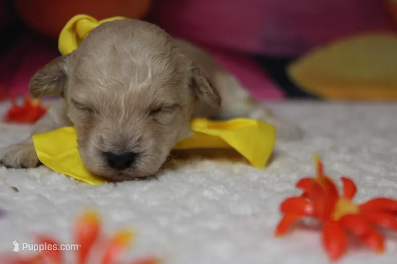 Simon  – Poodle - Toy  puppy for sale in Trenton, MO