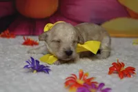 Simon , a male Poodle - Toy  for sale in Trenton, MO – 4 of 6
