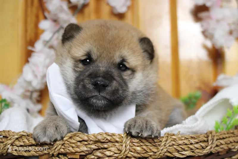 Hendrix  – Shiba Inu puppy for sale in Trenton, MO